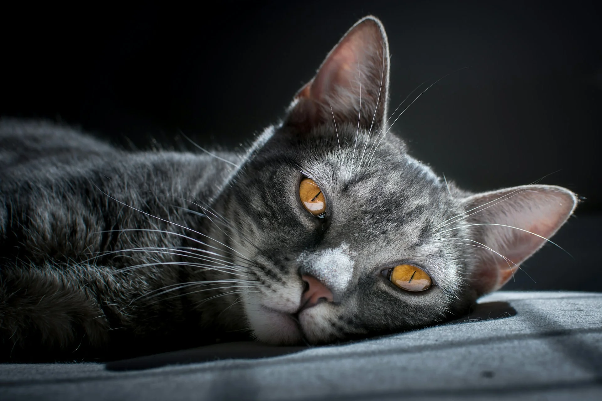Healthy Recipes, Happy Tails